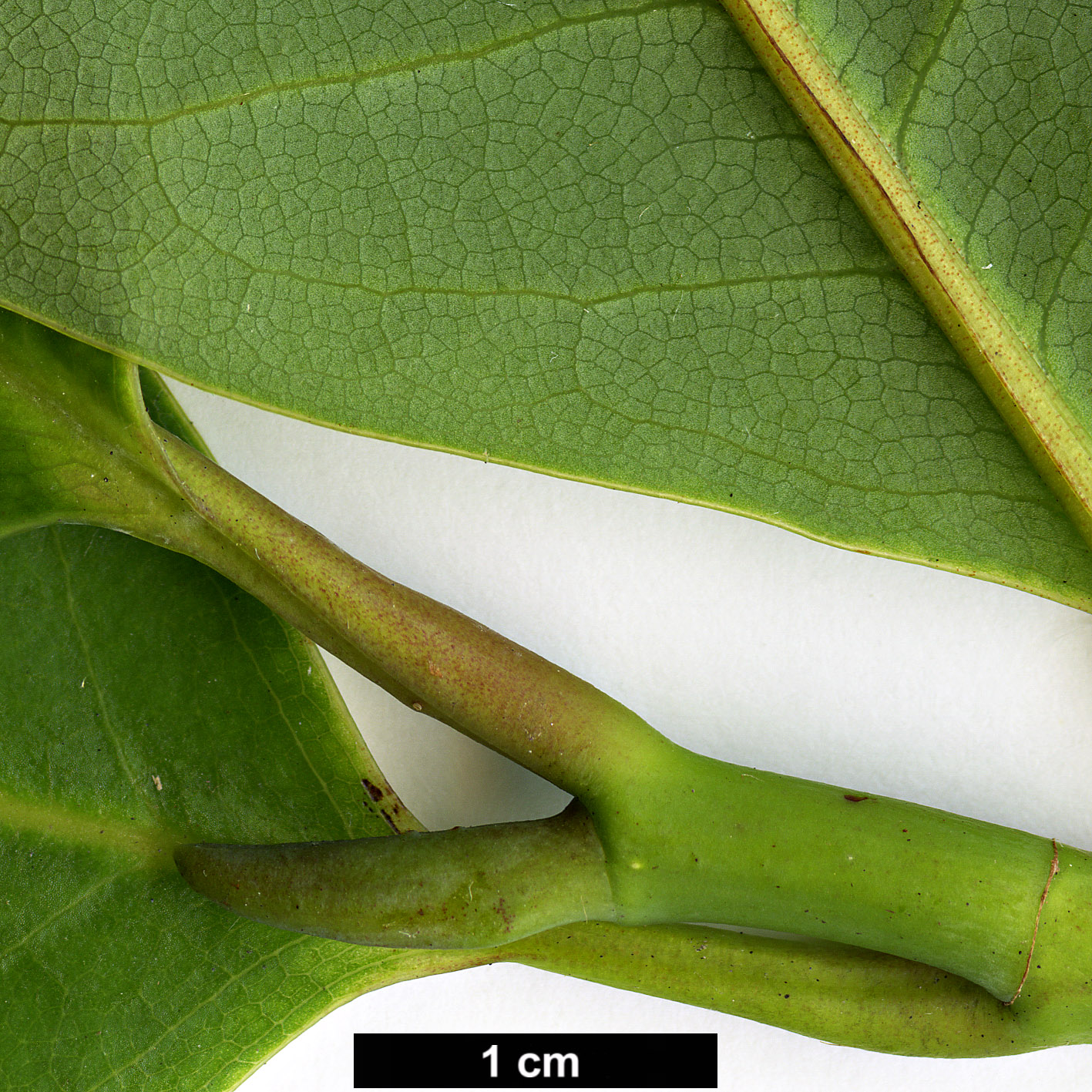 High resolution image: Family: Magnoliaceae - Genus: Magnolia - Taxon: poasana High resolution image: Family: Magnoliaceae - Genus: Magnolia - Taxon: poasana